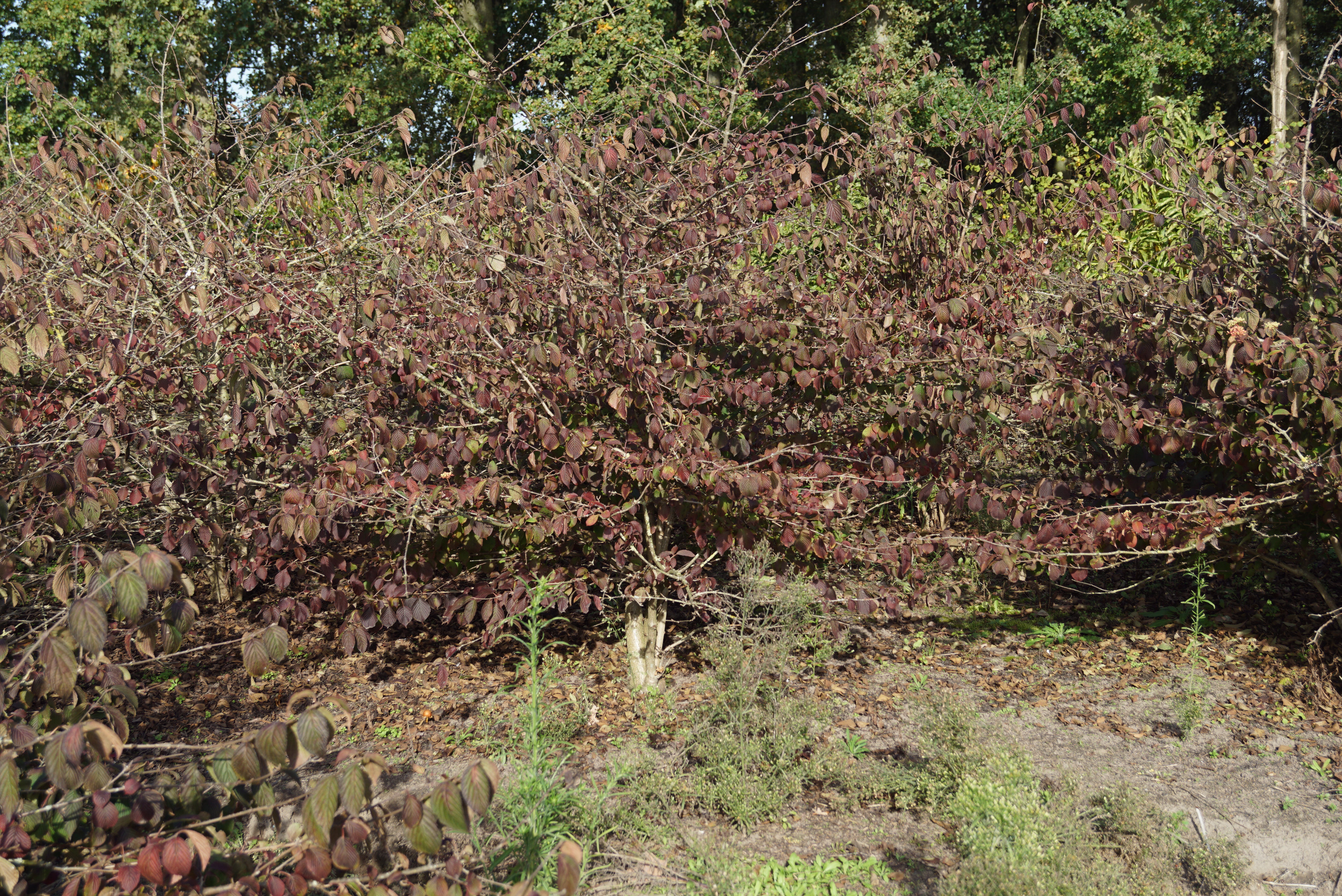 Viburnum plicatum 'Rowallane' (4)